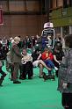 Crufts2011_2 941